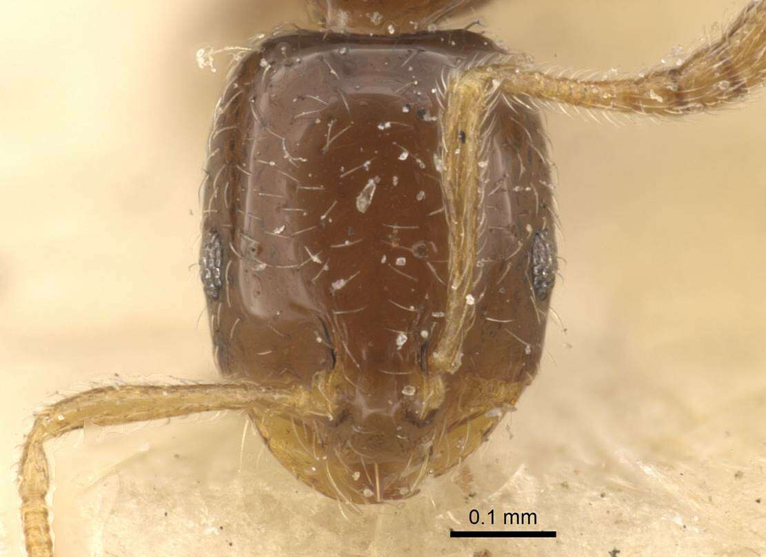 Imagem de Monomorium chinense Santschi 1925