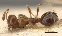 Image of Monomorium sordidum Forel 1902