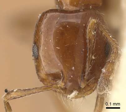 Monomorium sordidum Forel 1902的圖片