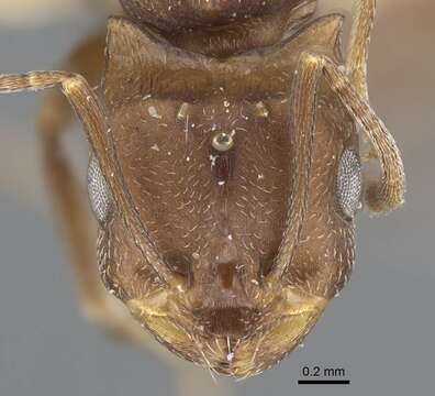 Image of Monomorium afrum Andre 1884