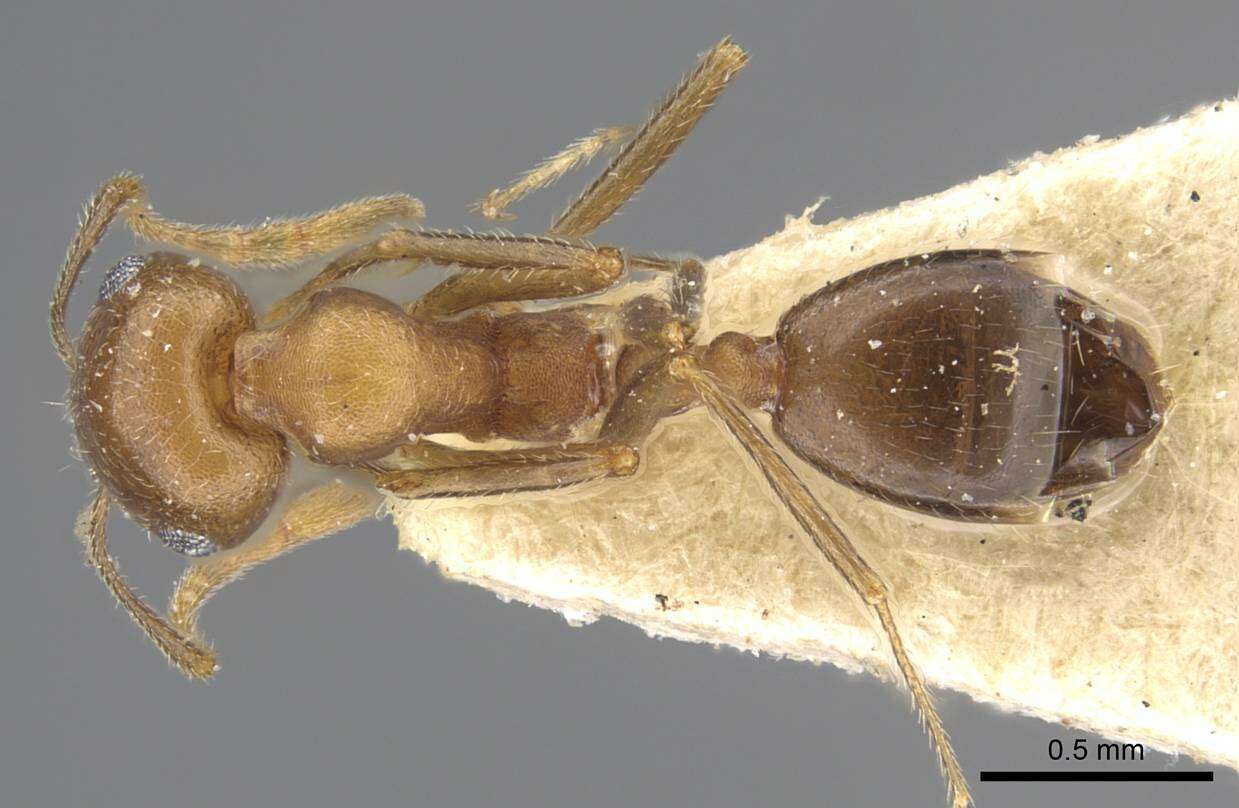 Image of Monomorium demisum Santschi 1936