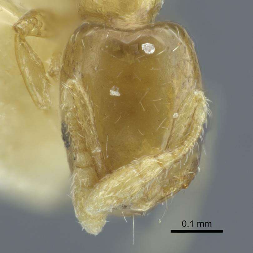 Image of Monomorium atomum Forel 1902