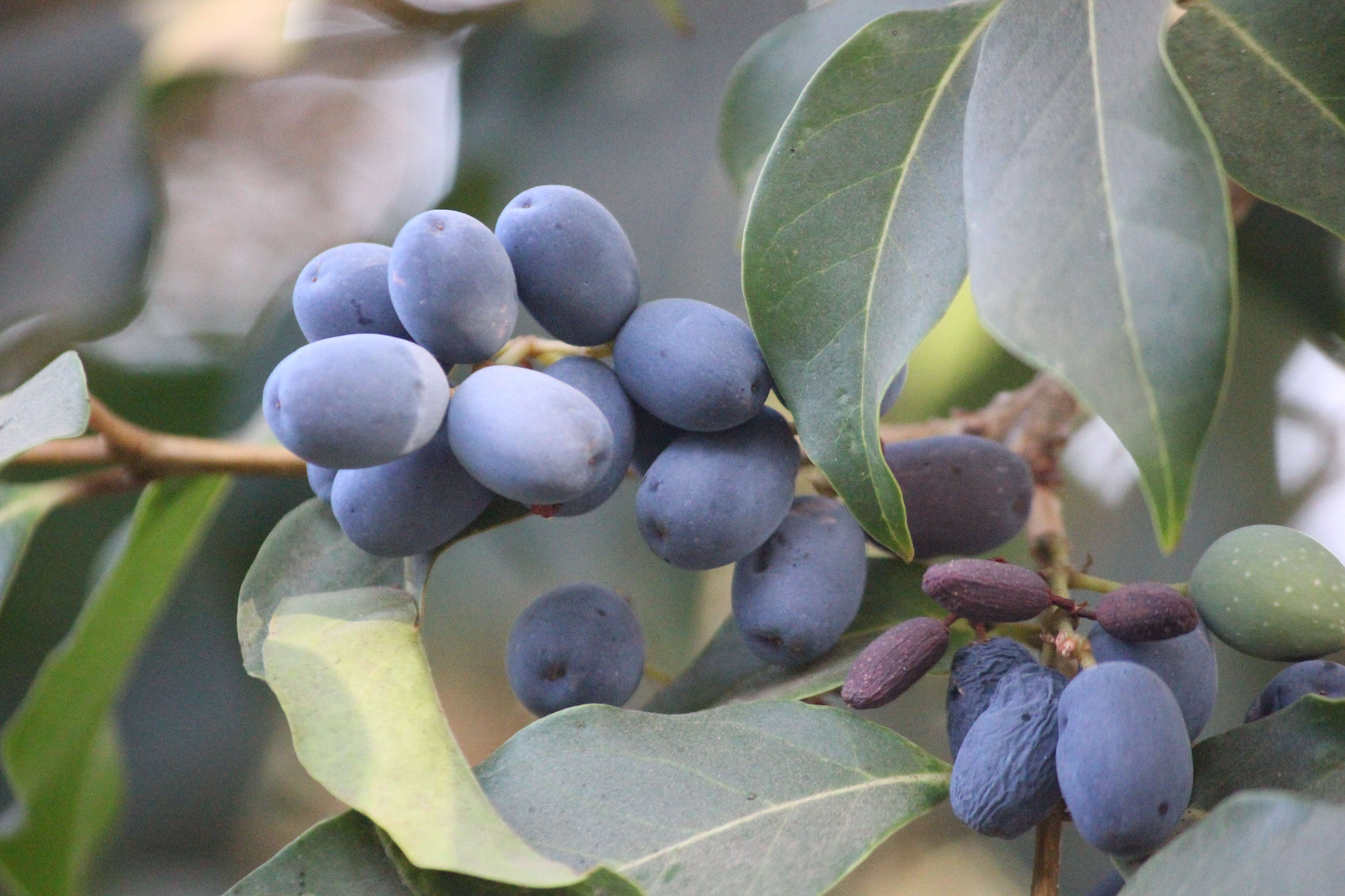 Plancia ëd Olea dioica Roxb.