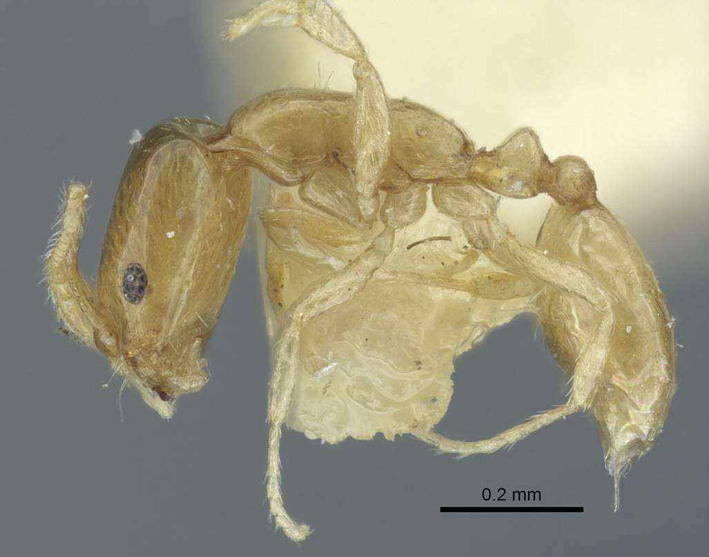 Image of Monomorium atomum Forel 1902