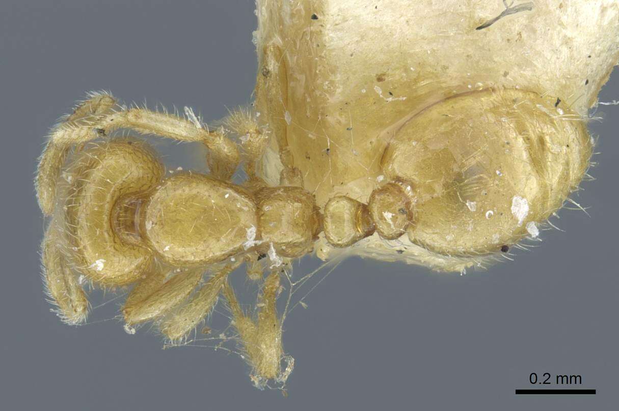 Image of Solenopsis lou Forel 1902