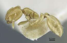 Image of Solenopsis ilinei Santschi 1936