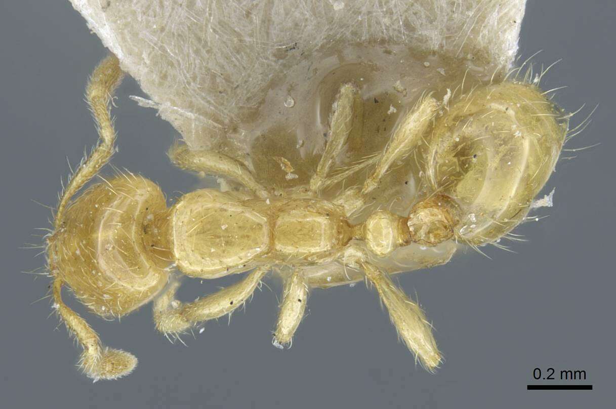 Image of Solenopsis joergenseni Santschi 1919