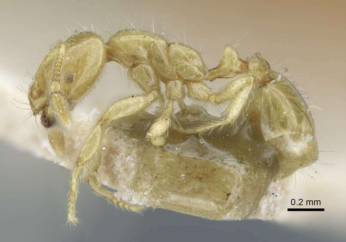 Image of Solenopsis joergenseni Santschi 1919