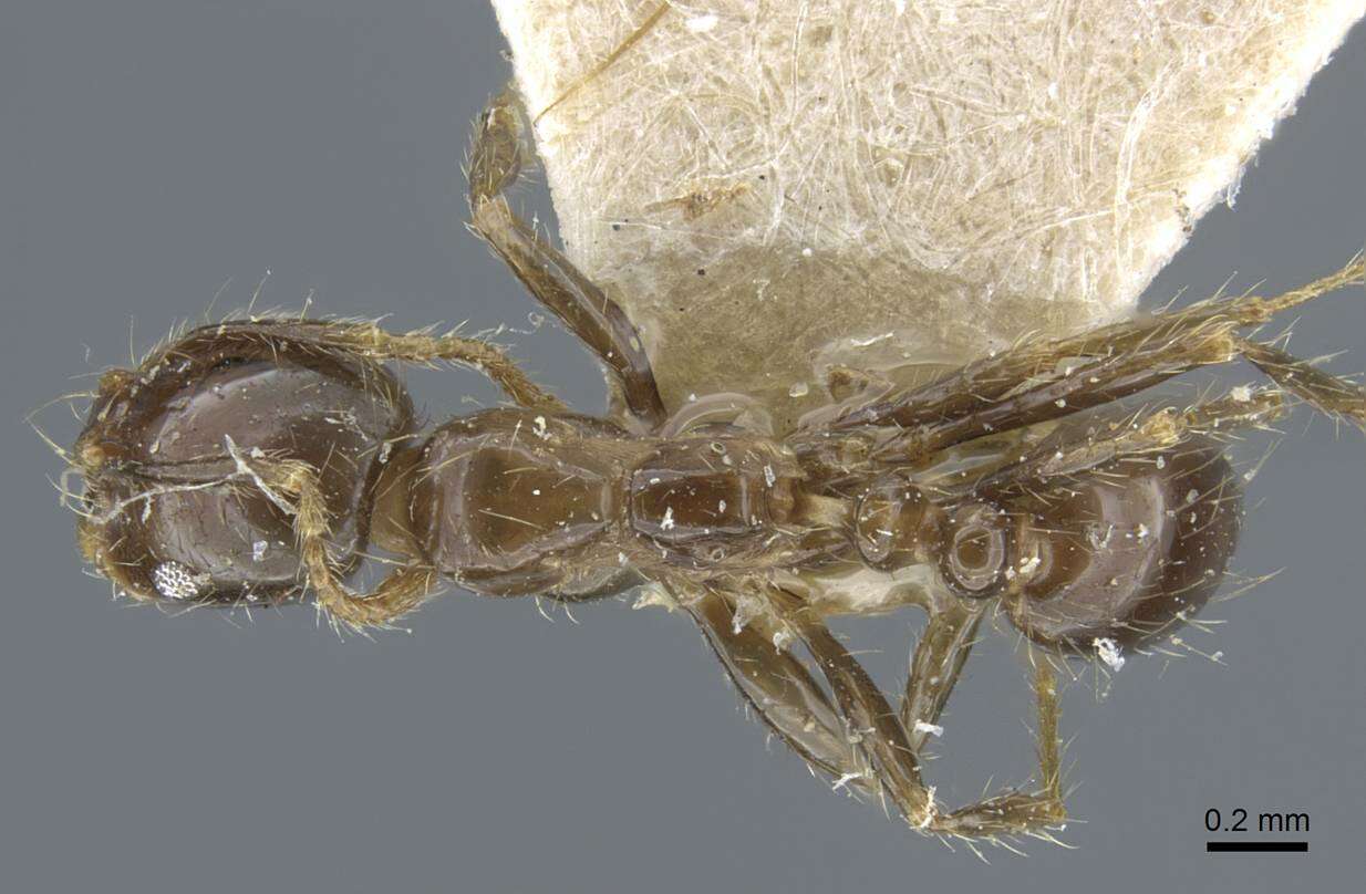 Image of Fire ant