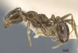 Image of Fire ant