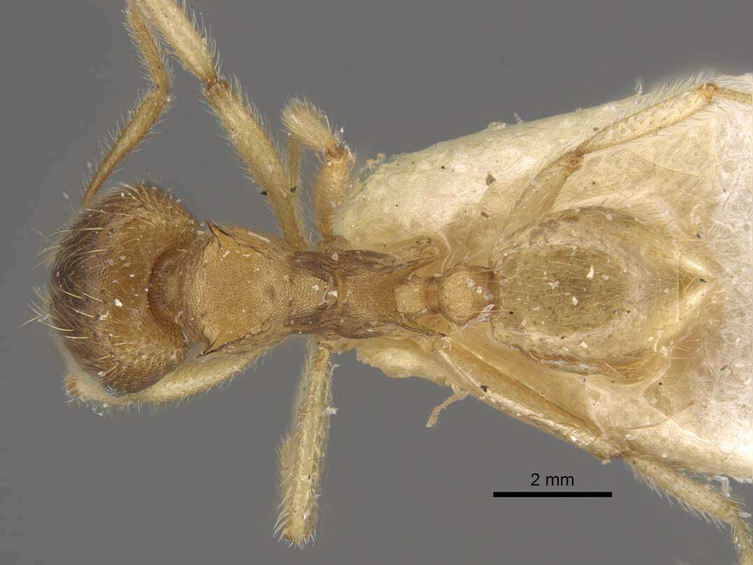 Image of Lophomyrmex opaciceps Viehmeyer 1922