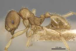 Image of Lophomyrmex opaciceps Viehmeyer 1922