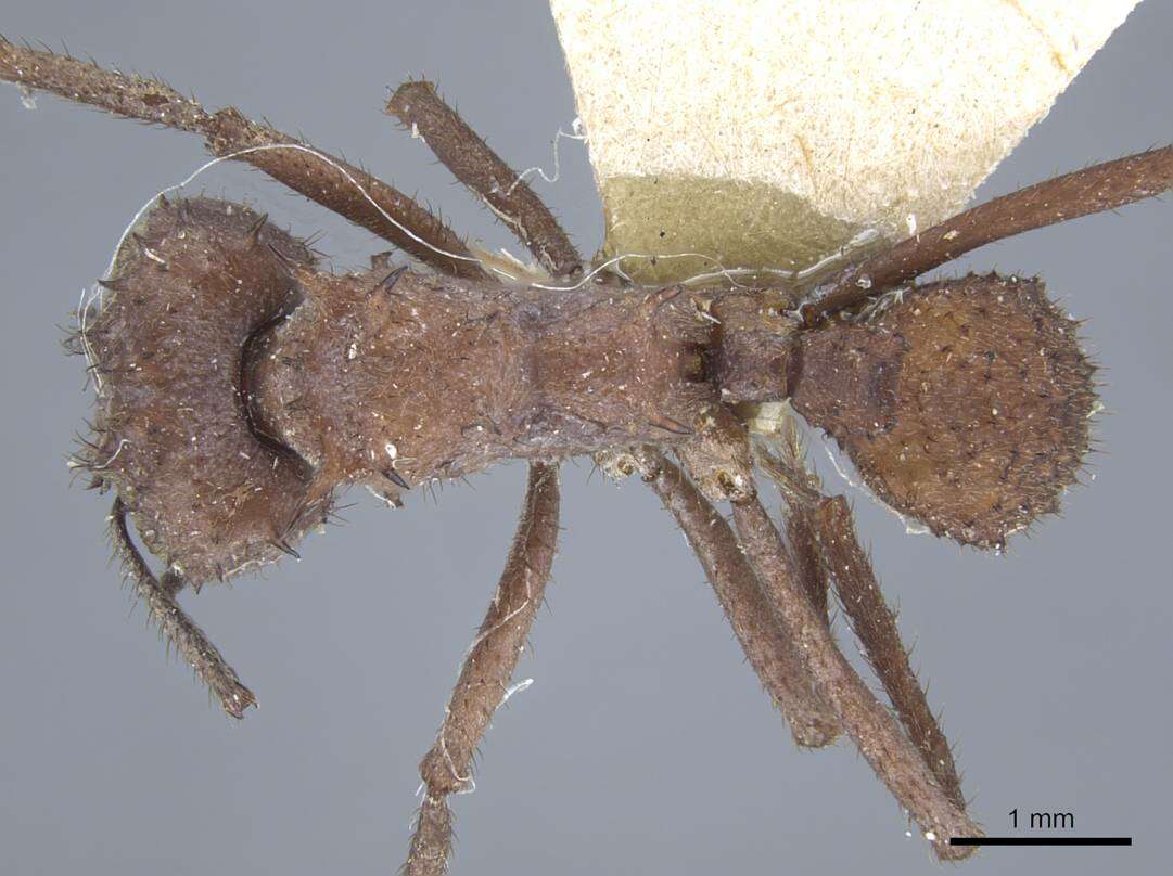 Image of Acromyrmex crassispinus (Forel 1909)