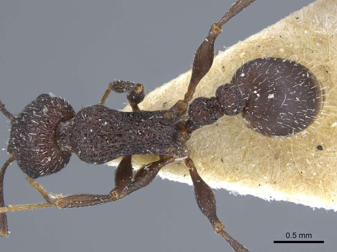 Image de Temnothorax bugnioni