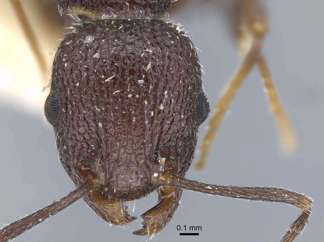 Image de Temnothorax bugnioni