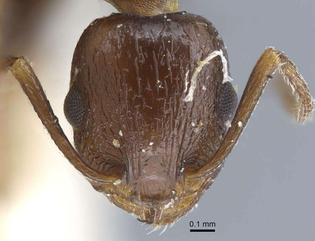 Image of Temnothorax risii