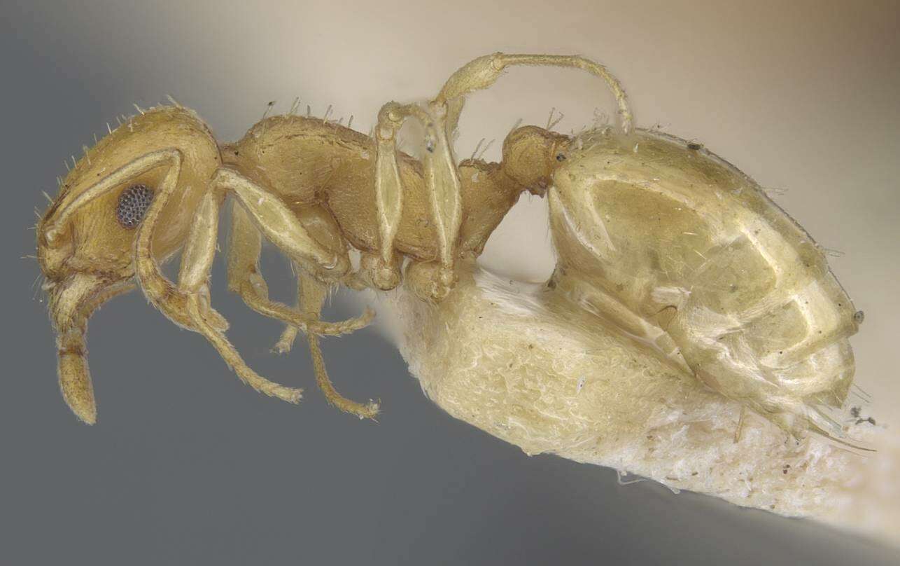 Image de Temnothorax shelkovnikovi