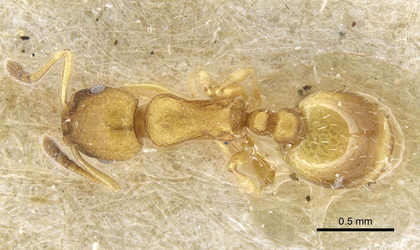 Image of <i>Temnothorax interruptus</i>