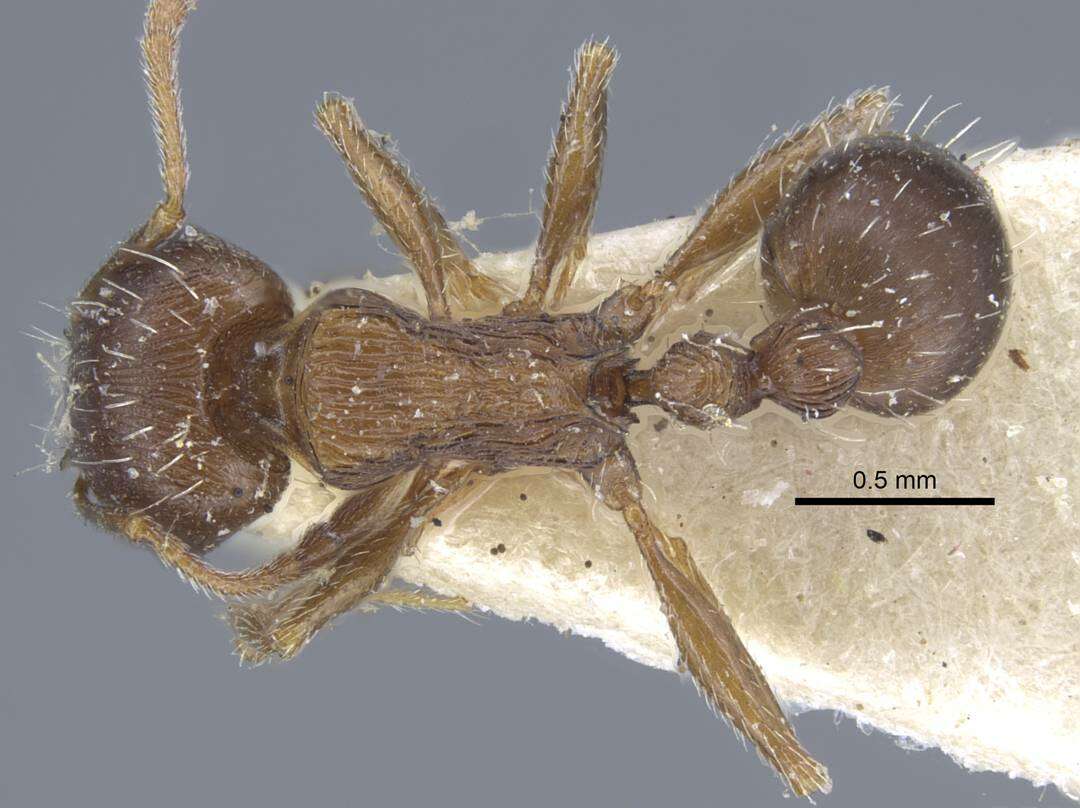 Image of Tetramorium schneideri Emery 1898