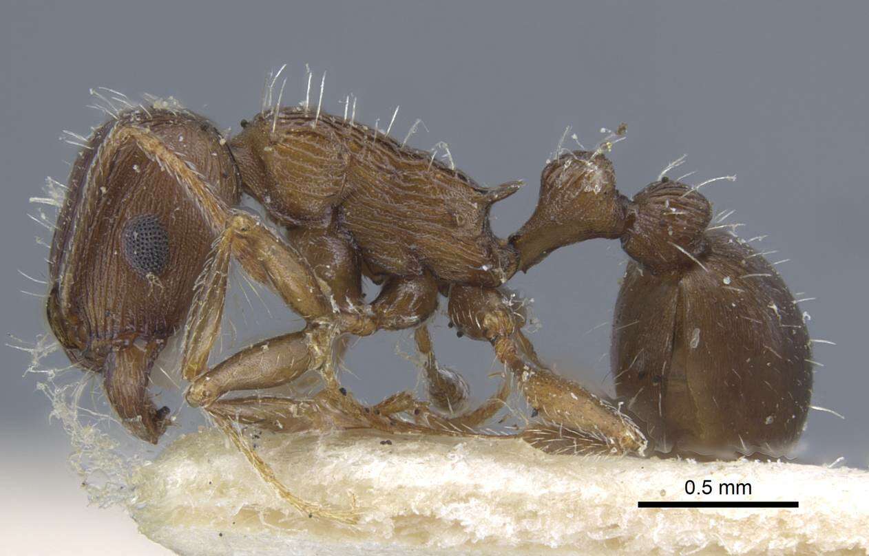 Image of Tetramorium schneideri Emery 1898