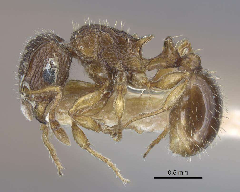 Image of Tetramorium dogieli Karavaiev 1931