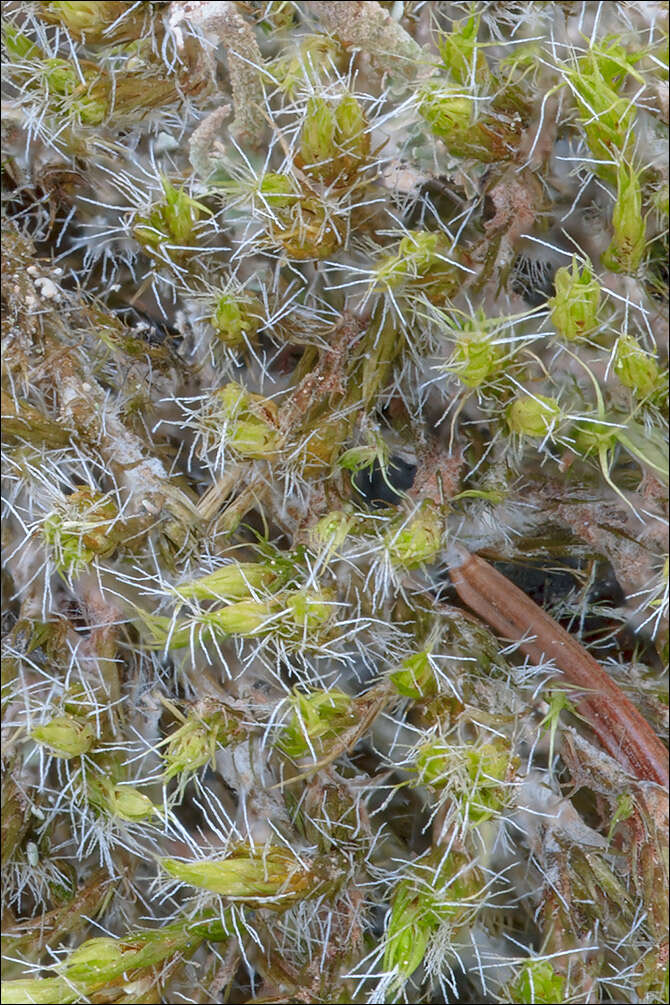 Image of campylopus moss