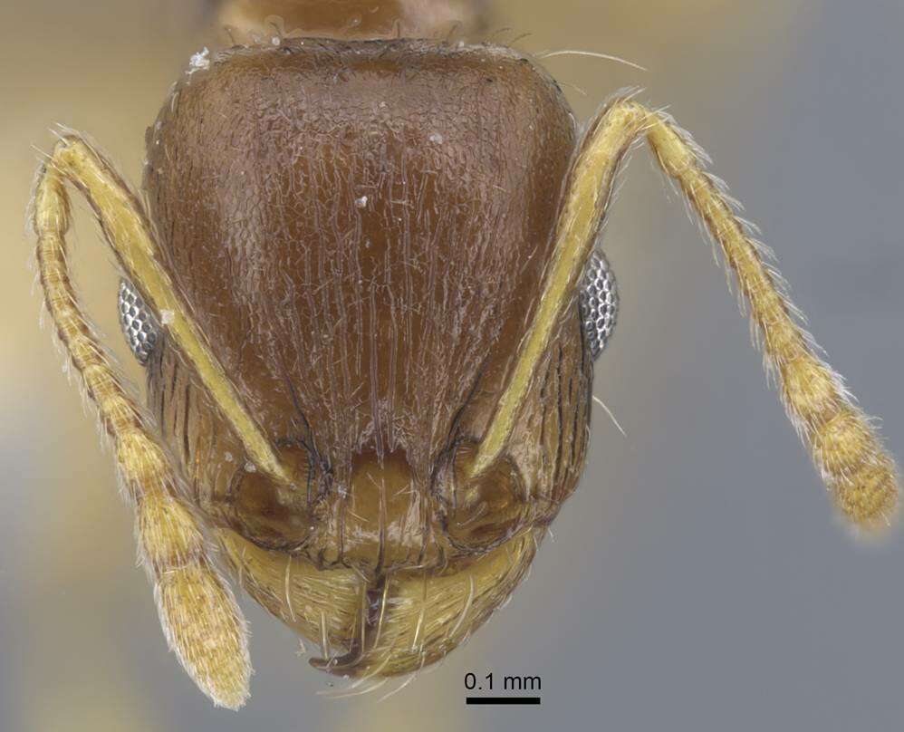 Image of Tetramorium armatum Santschi 1927