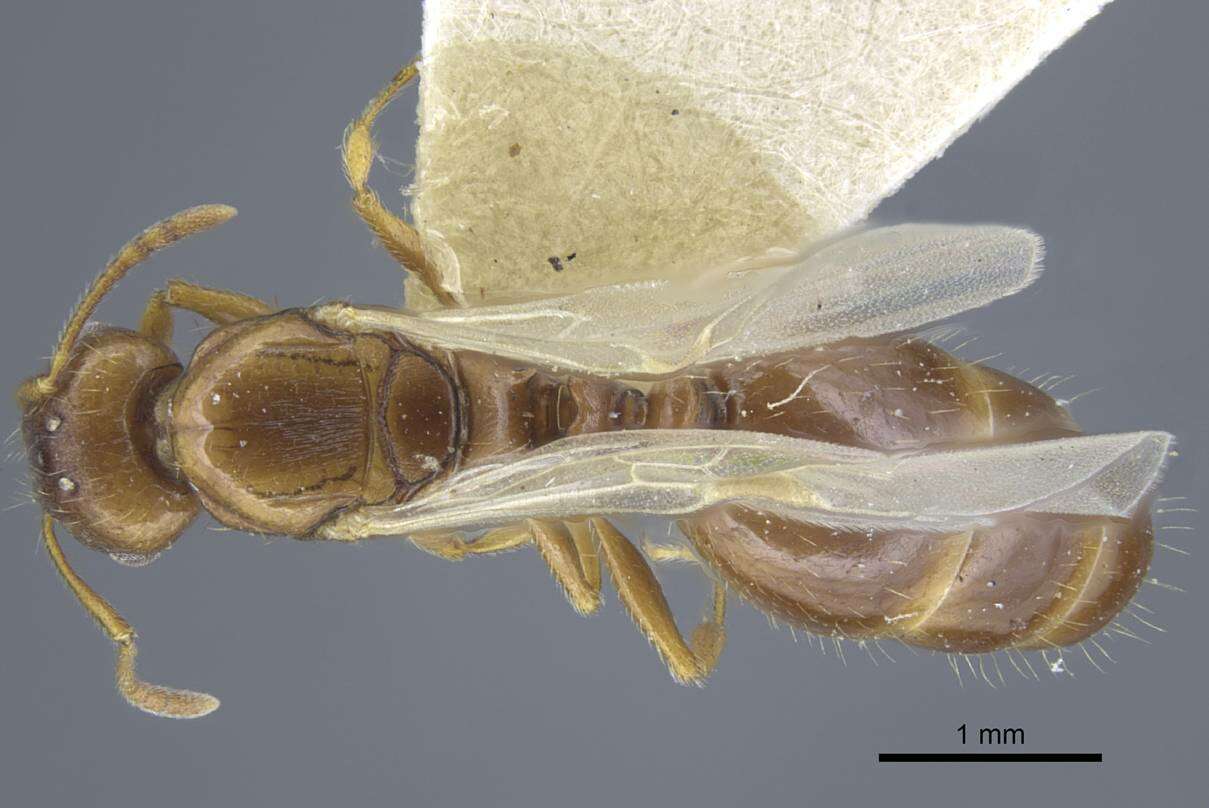 Image of Tetramorium armatum Santschi 1927