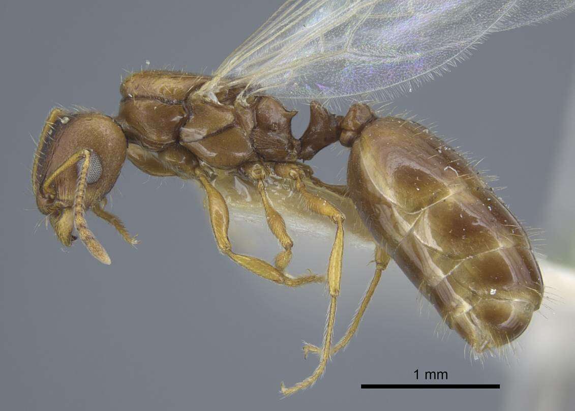 Image of Tetramorium armatum Santschi 1927