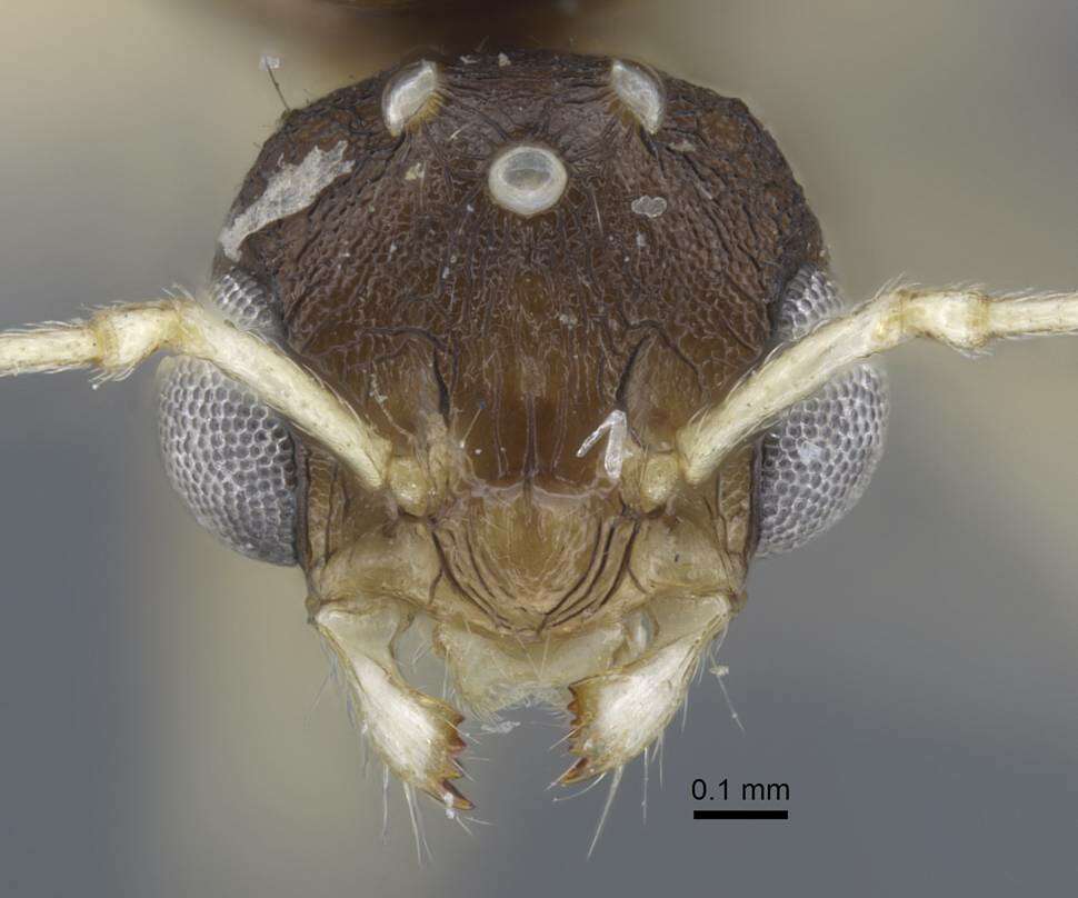 Image of Tetramorium armatum Santschi 1927