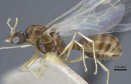 Image of Tetramorium armatum Santschi 1927