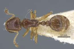 Image of Tetramorium armatum Santschi 1927