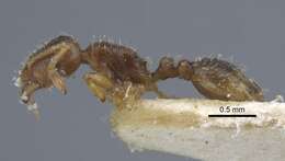 Image of Tetramorium armatum Santschi 1927