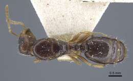 Image of Tetramorium armatum Santschi 1927