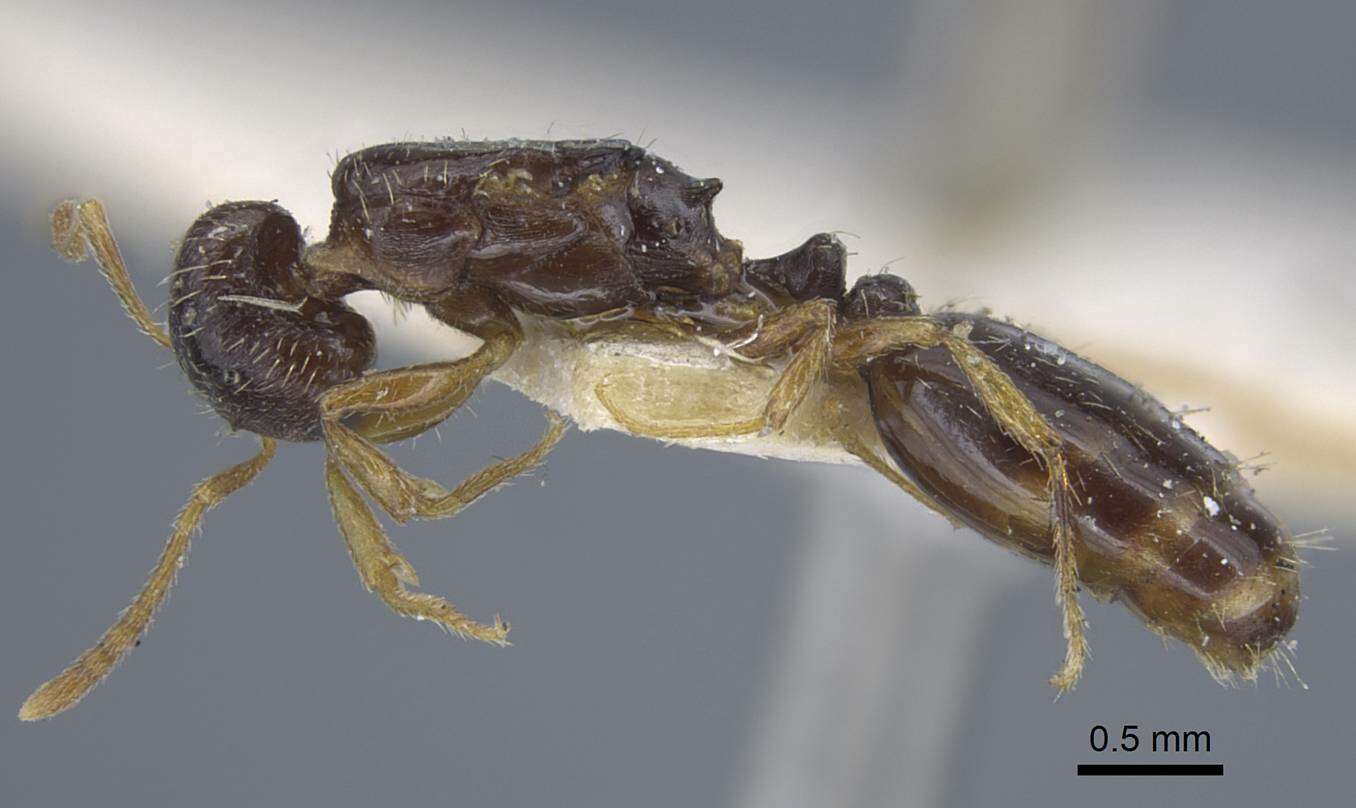 Image of Tetramorium armatum Santschi 1927