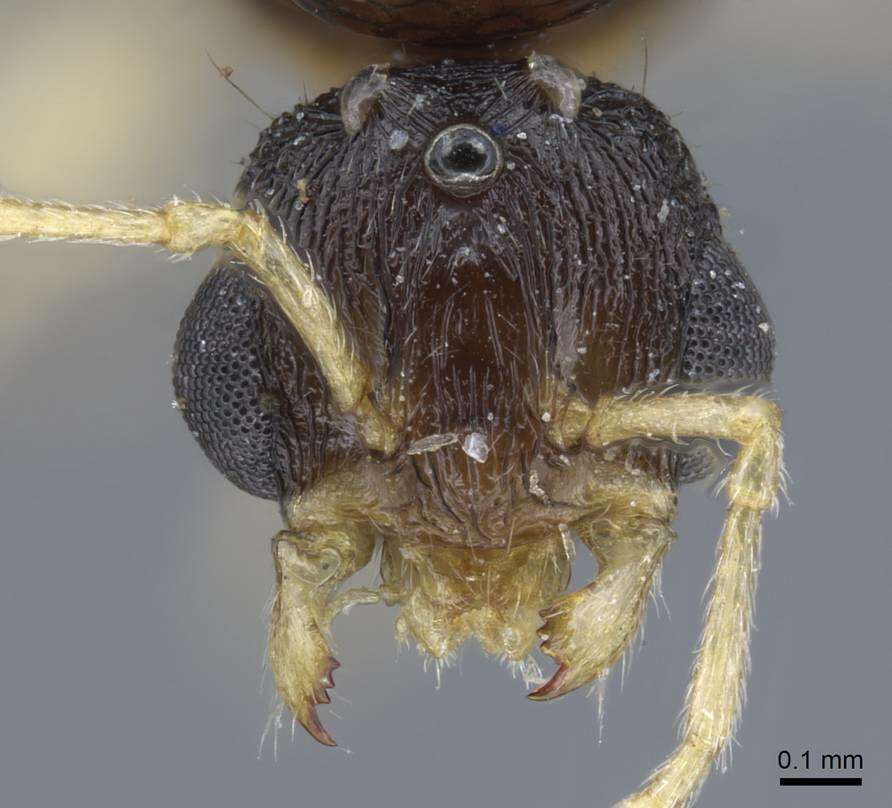 Image of Tetramorium armatum Santschi 1927