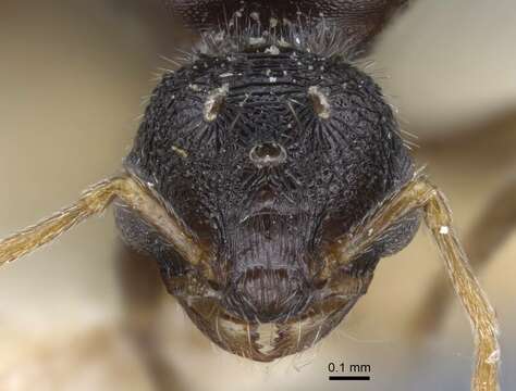 Image de Tetramorium biskrense Forel 1904