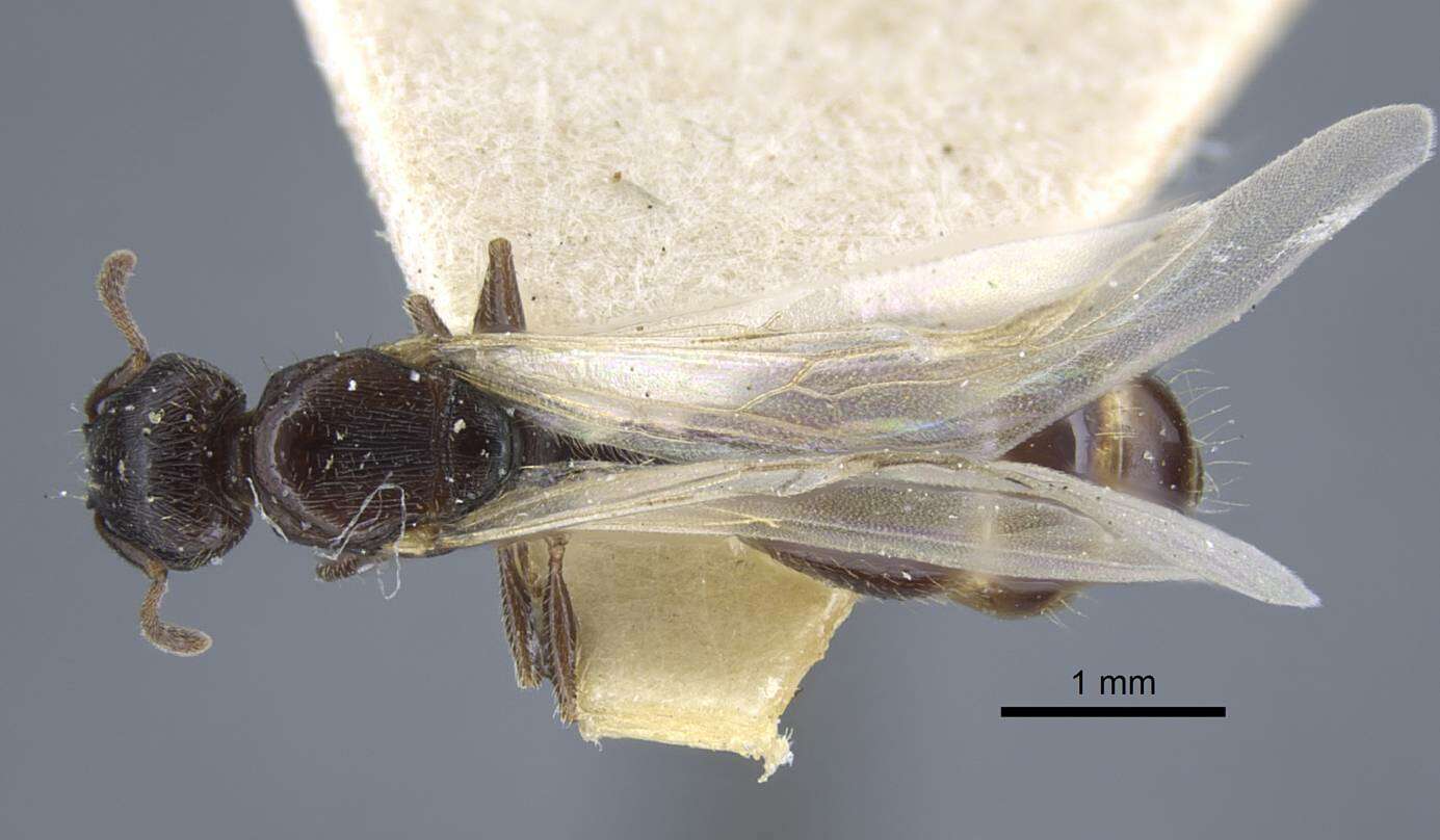 Image de Tetramorium biskrense Forel 1904