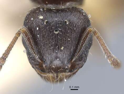 Image of Tetramorium biskrense Forel 1904