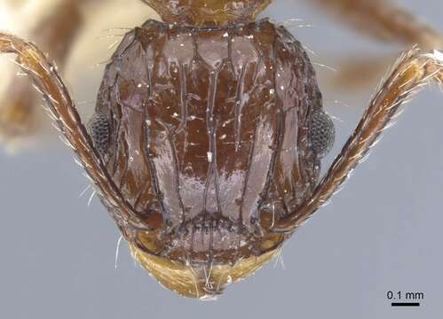 Image of Tetramorium carinatum (Smith 1859)