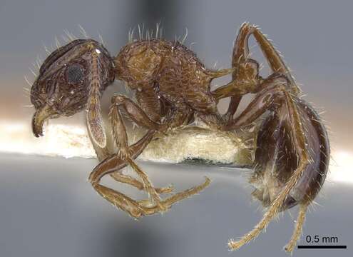 Imagem de Tetramorium carinatum (Smith 1859)