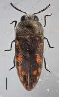 Image of Acmaeodera flavolineata destructovittata Volkovitsh 1988