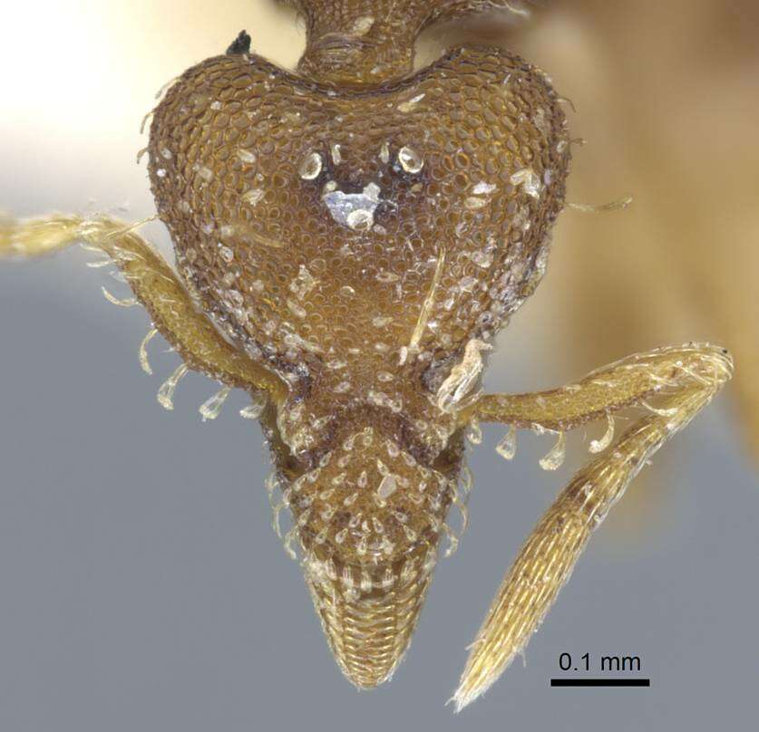 Image of <i>Strumigenys karawajewi</i>