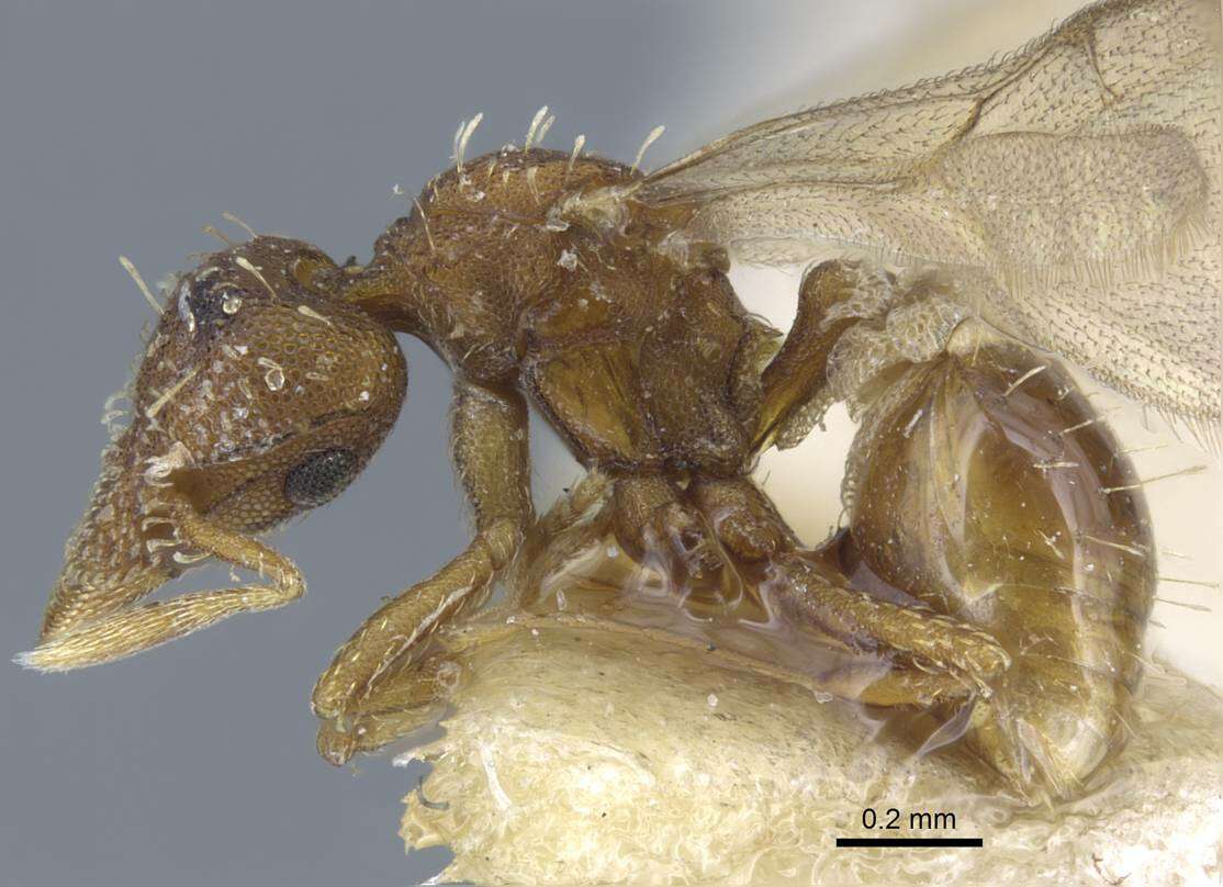 Image of <i>Strumigenys karawajewi</i>