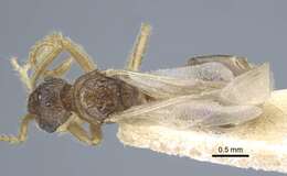 Image of <i>Strumigenys karawajewi</i>