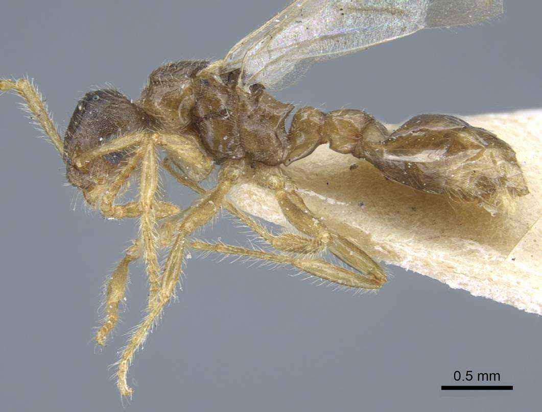 Image of <i>Strumigenys karawajewi</i>