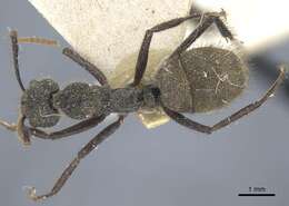 Image of Dolichoderus bidens (Linnaeus 1758)