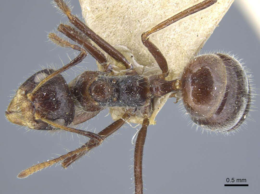 Image of Dolichoderus