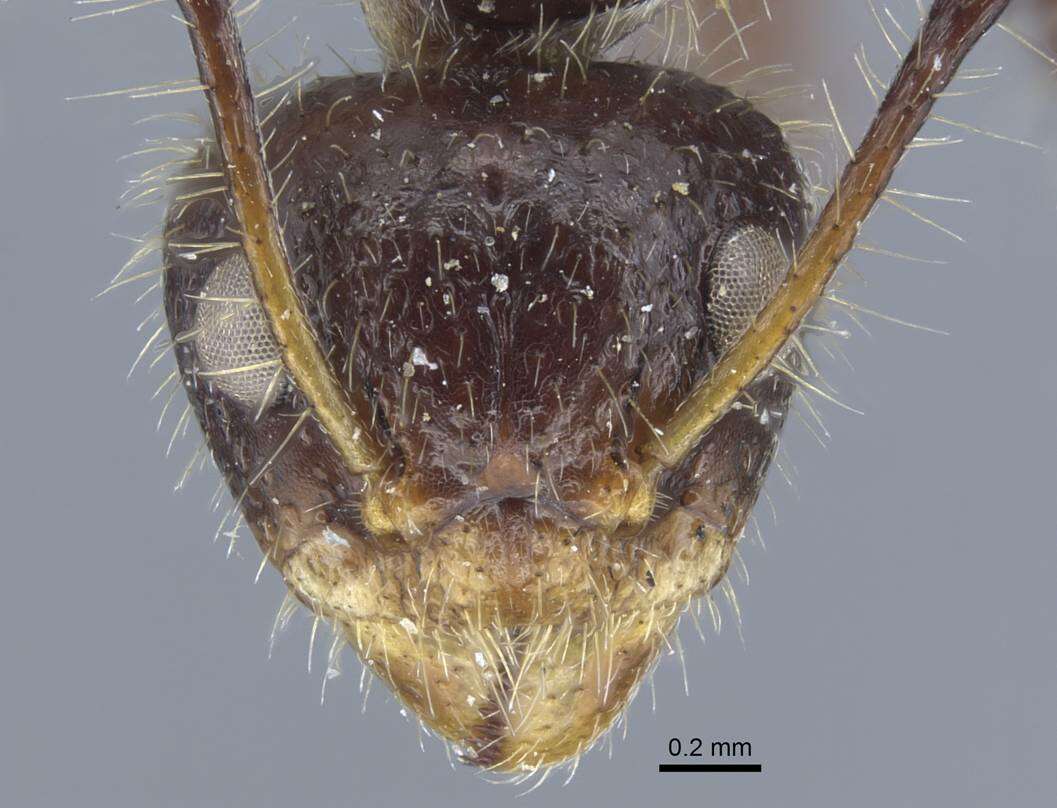 Image of Dolichoderus