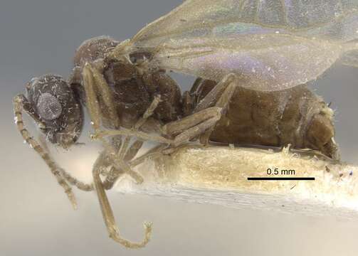 Image of Bothriomyrmex decapitans Santschi 1911